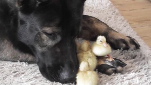 This dog's reaction to these baby ducklings surprised everyone