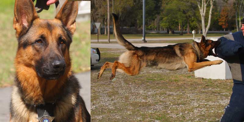 Pasco County Sheriffs Dept. Bids Farewell to K-9 Cop Ace