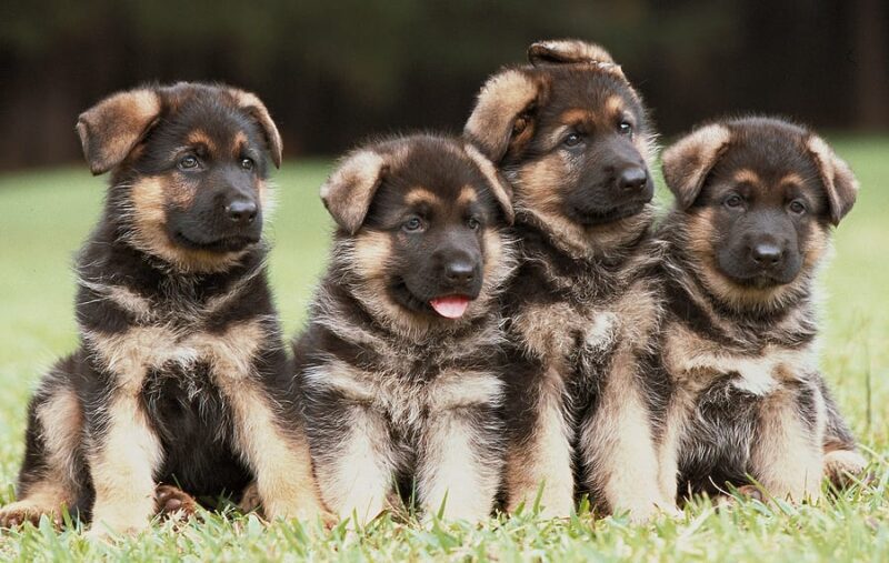 Pets play an important role during child's extended lockdown isolation