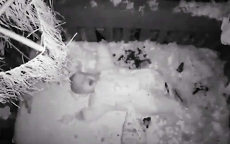 Caught on video: Tree falls on baby crib, captured on baby monitor