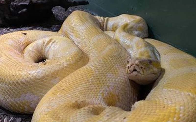 Twelve-Foot Long Python Loose in Mall of Louisiana