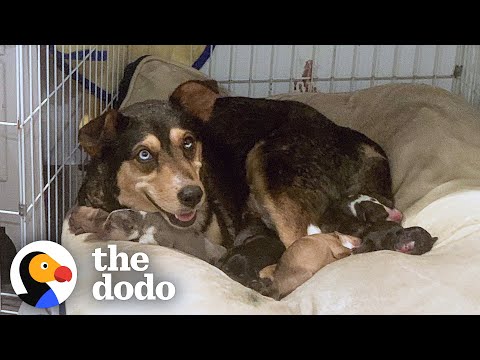 This is what happens when a college student fosters a pregnant dog before midterms