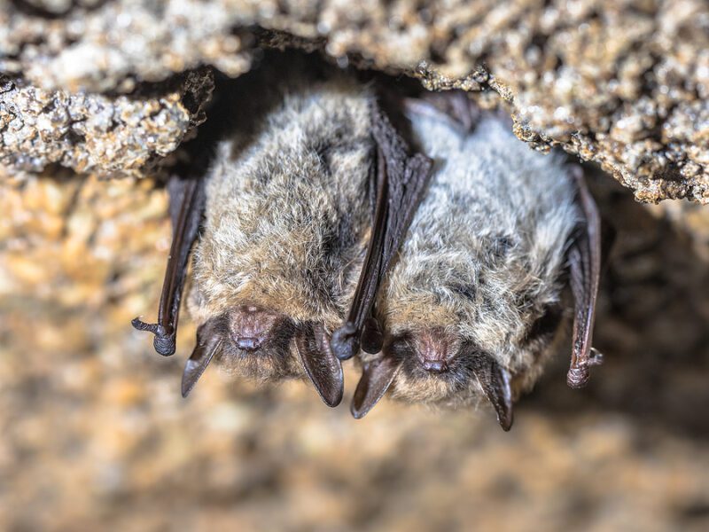 NIH Director says Wuhan lab leak theory is just a 'huge distraction', says virus came from bats