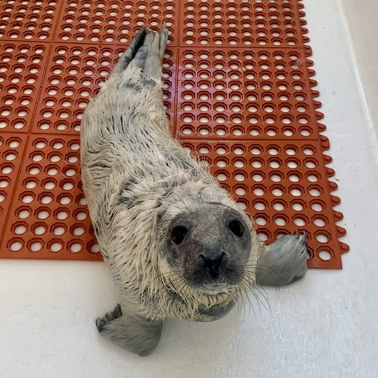 Adorably cute baby seal stranded in Seaside Park dunes now recovering