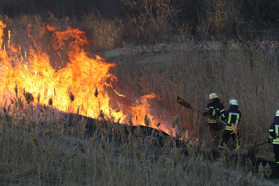 Teen Charged with Arson for 52-Acre New Jersey Forest Fire