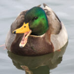 Mallard Duck
