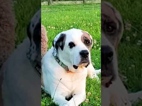 Baby Goat Stands Up With Dog's Help! | The Dodo