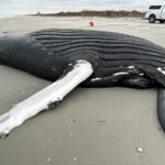 Photo of dead whale that washed ashore in Brigantine. Photo by MMSC