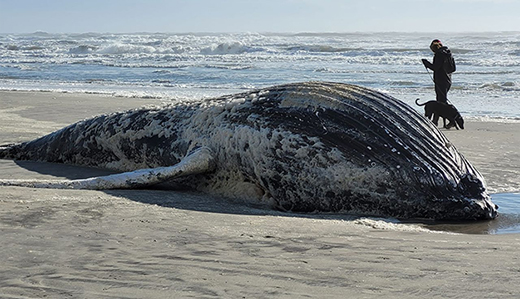 Senate Democrats Block Pennacchio’s Effort to Enact 30-Day Moratorium on Wind Farm Surveys to Investigate Whale Deaths