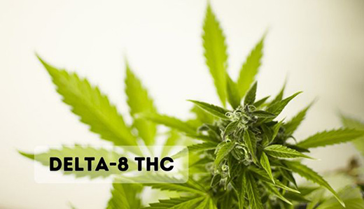 Ruiz, O’Scanlon Bill to Prohibit Sale of Delta-8 THC Products