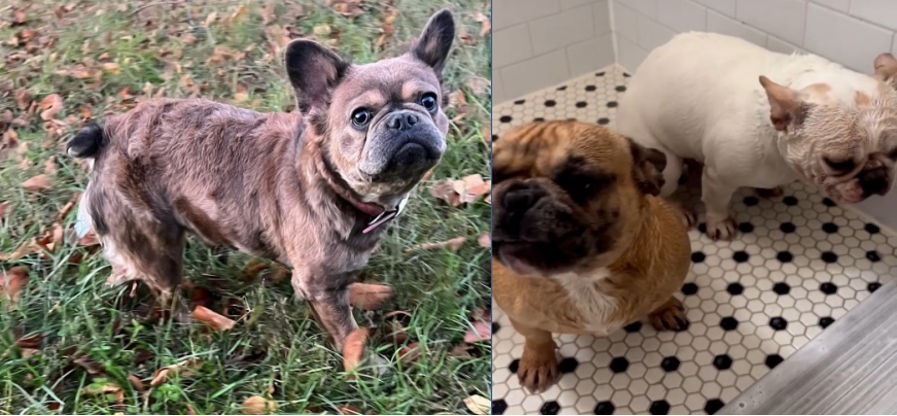 Three Beloved French Bulldogs Stolen At Gunpoint in D.C