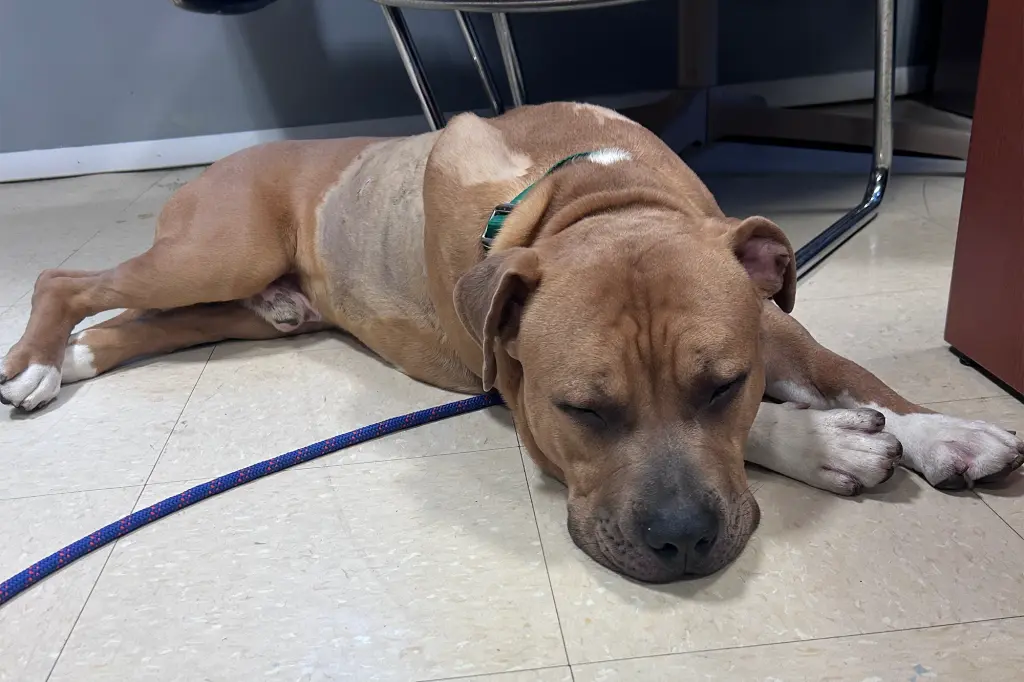 New York Police Seek Attacker Who Stabbed Dog 17 Times