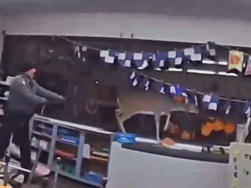 Watch: Deer Breaks Into New Jersey Elementary School and Wreaks Havoc