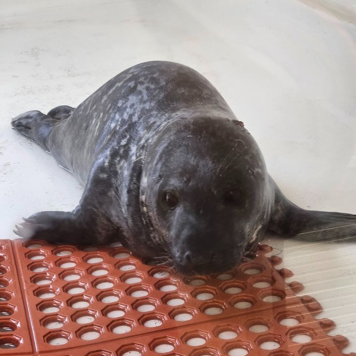 Seal Pup Rescued in Ocean City Didn't Make it, Rescue Center Reports