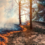 Prescribed-burn-Forest-Fire