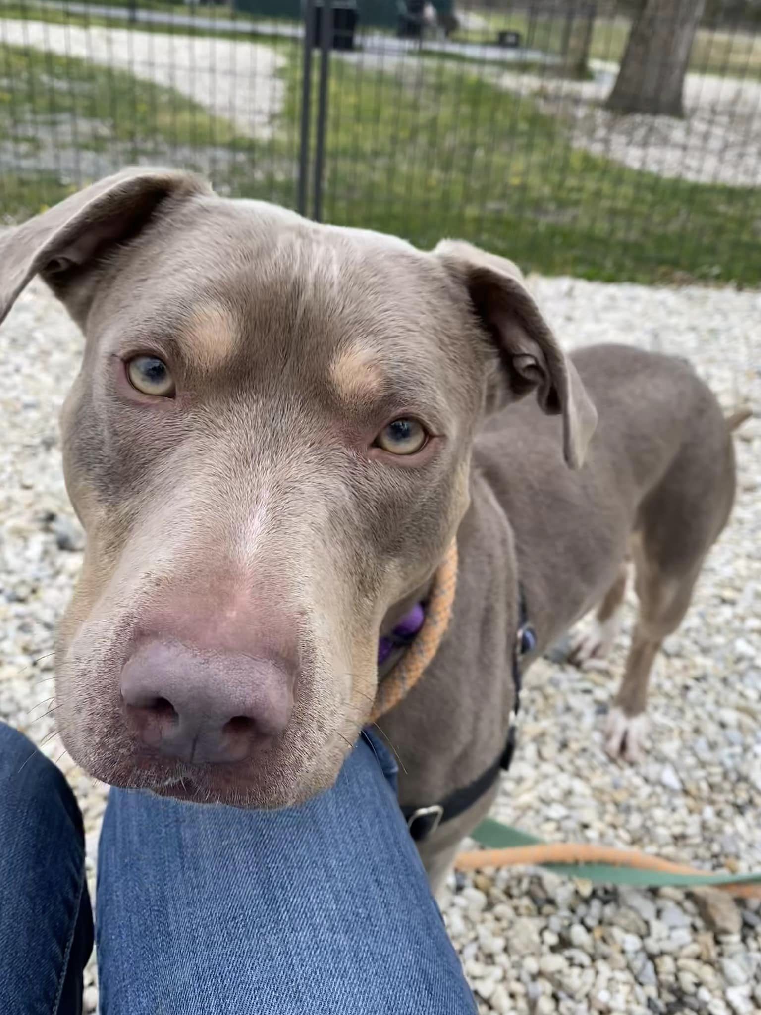 Jackson Shelter Dog Lola Waits One Year For Loving Home