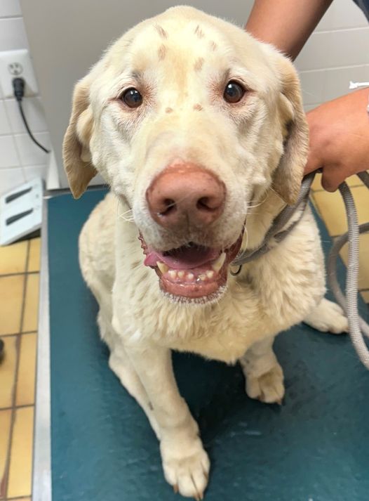 Safe and Sound, Elderly Labrador Rescued and Waiting for Owner at AHS Popcorn Park