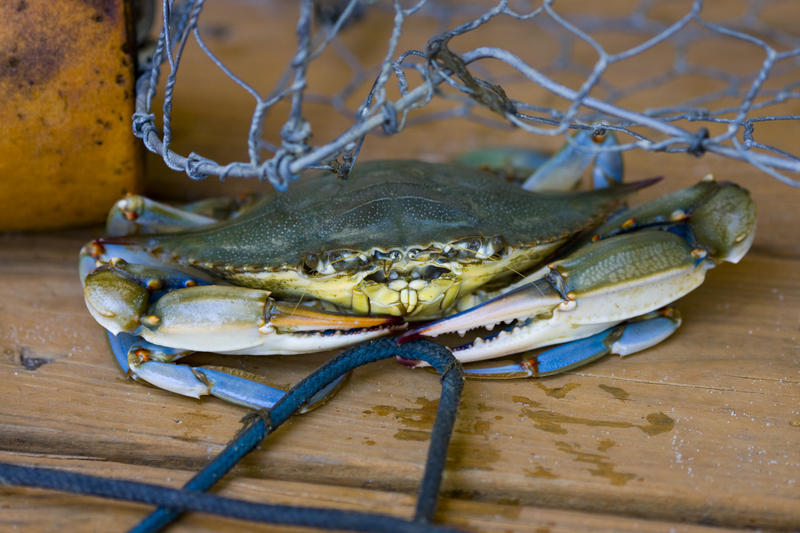 Crabbing in the Wildwoods Offers Affordable Family Fun
