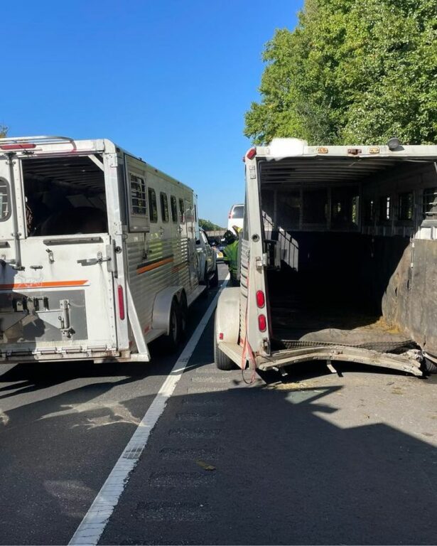 Horse Rescued in New Jersey Turnpike Crash Euthanized