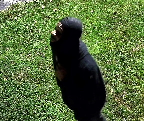 Police Seeking Suspects Wanted for Vandalism at Construction Site