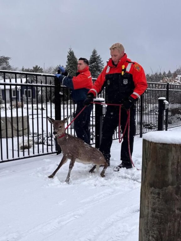 Suffolk police rescue deer from canal in East Islip