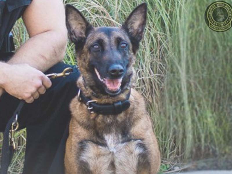 Cherry Hill’s K-9 Mai retires after decade of service