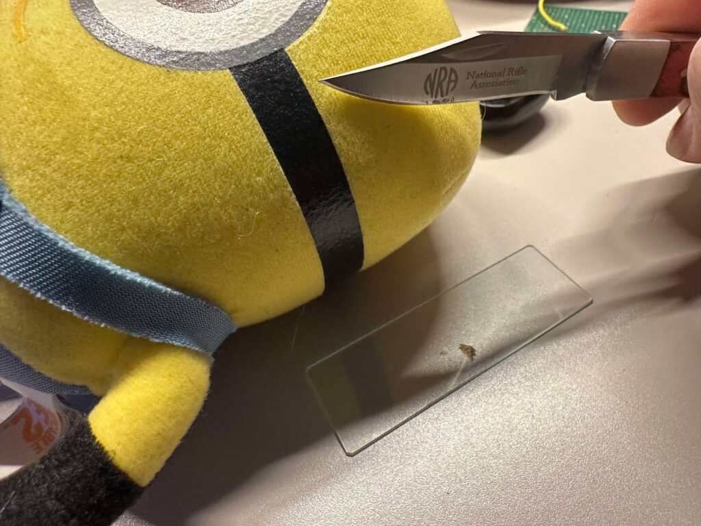 Are New Jersey Boardwalk Claw Machine Plushies Infected With Dust Mites? We Performed a Laboratory Test to Find Out