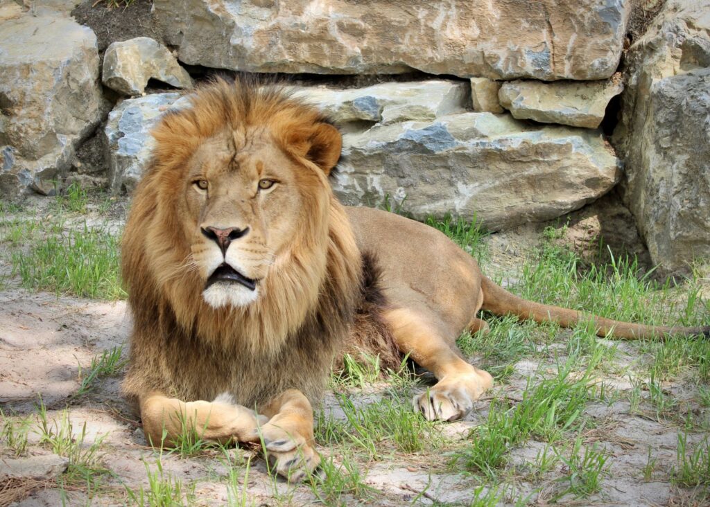 Hail to the King: Beloved lion Aslan passes away at Popcorn Park Animal Refuge