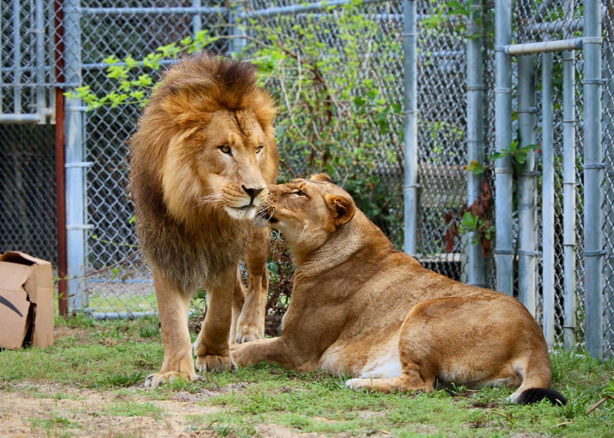 Hail to the King: Beloved lion Aslan passes away at Popcorn Park Animal Refuge