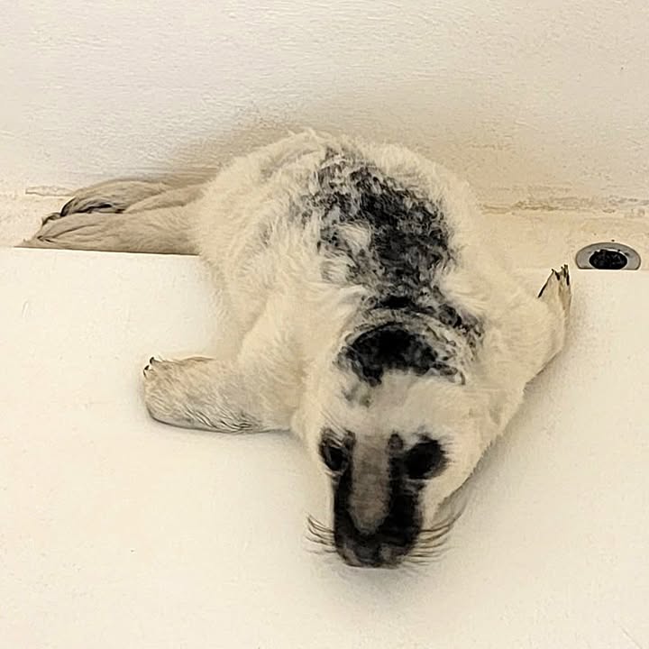 First grey seal pup of the season rescued in New Jersey