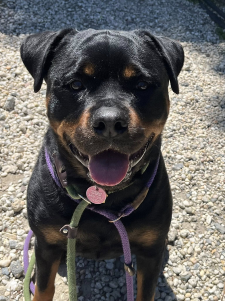 Ocean county dog lovers asked to help find home for zara Ocean county dog lovers asked to help find home for zara